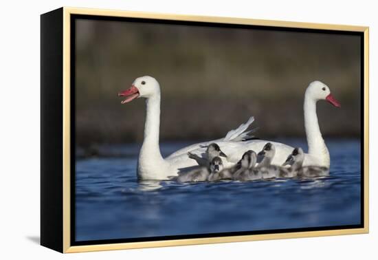 RF -  Coscoroba swan pair with chicks on water La Pampa, Argentina-Gabriel Rojo-Framed Premier Image Canvas