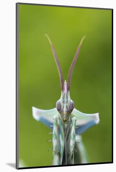 RF - Devil's flower mantis (Idolomantis diabolica) male, captive, occurs in Africa-Edwin Giesbers-Mounted Photographic Print