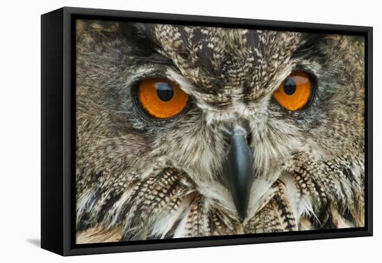 RF - Eagle owl (Bubo bubo) close-up of head. Captive, Netherlands. August.-Edwin Giesbers-Framed Premier Image Canvas