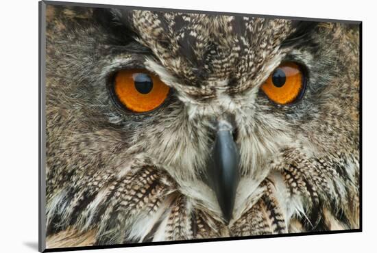 RF - Eagle owl (Bubo bubo) close-up of head. Captive, Netherlands. August.-Edwin Giesbers-Mounted Photographic Print