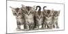 RF - Five silver tabby kittens standing in a row.-Mark Taylor-Mounted Photographic Print