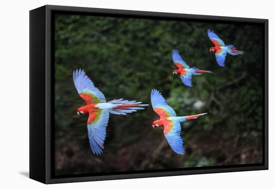 RF - Four Red-and-green macaws in flight over forest canopy. Mato Grosso do Sul, Brazil-Nick Garbutt-Framed Premier Image Canvas