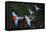 RF - Four Red-and-green macaws in flight over forest canopy. Mato Grosso do Sul, Brazil-Nick Garbutt-Framed Premier Image Canvas