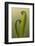 RF - Harts tongue fern (Asplenium scolopendrium) leaf unfurling, Broxwater, Cornwall, UK-Ross Hoddinott-Framed Photographic Print