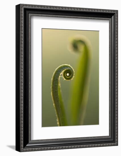 RF - Harts tongue fern (Asplenium scolopendrium) leaf unfurling, Broxwater, Cornwall, UK-Ross Hoddinott-Framed Photographic Print