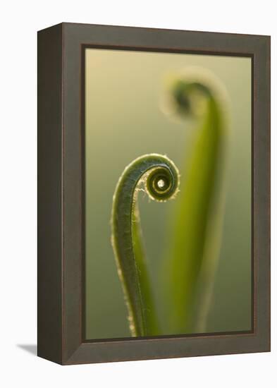 RF - Harts tongue fern (Asplenium scolopendrium) leaf unfurling, Broxwater, Cornwall, UK-Ross Hoddinott-Framed Premier Image Canvas