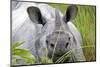 RF - Indian rhinoceros (Rhinoceros unicornis) Kaziranga National Park, Assam, India.-Sylvain Cordier-Mounted Photographic Print