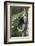 RF- Indri portrait of a female with a newborn baby. Maromizaha reserve, eastern Madagascar-David Pattyn-Framed Photographic Print