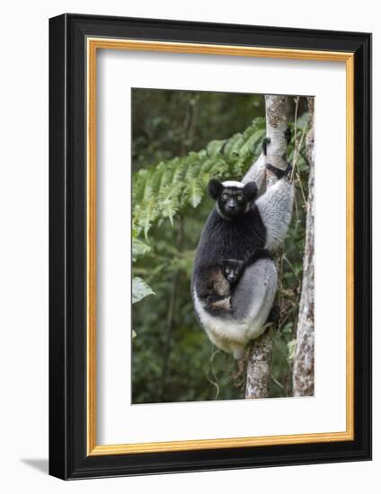 RF- Indri portrait of a female with a newborn baby. Maromizaha reserve, eastern Madagascar-David Pattyn-Framed Photographic Print