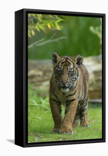 Rf- Juvenile Sumatran Tiger (Panthera Tigris Sumatrae), Aged Four Months, Captive-Edwin Giesbers-Framed Premier Image Canvas