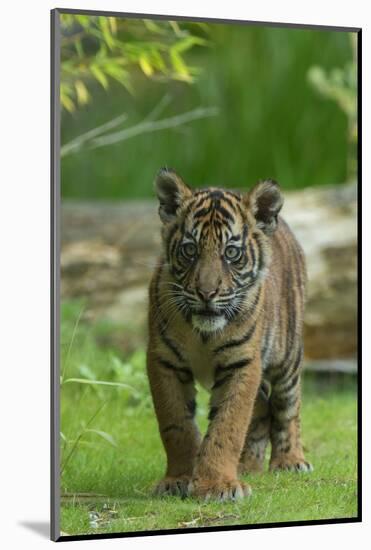 Rf- Juvenile Sumatran Tiger (Panthera Tigris Sumatrae), Aged Four Months, Captive-Edwin Giesbers-Mounted Photographic Print