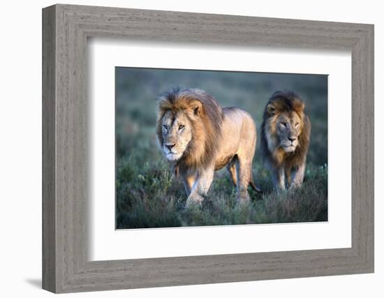 RF - Lions - two brothers patrolling territorial boundary. Serengeti / Ngorongoro Conservation Area-Nick Garbutt-Framed Photographic Print