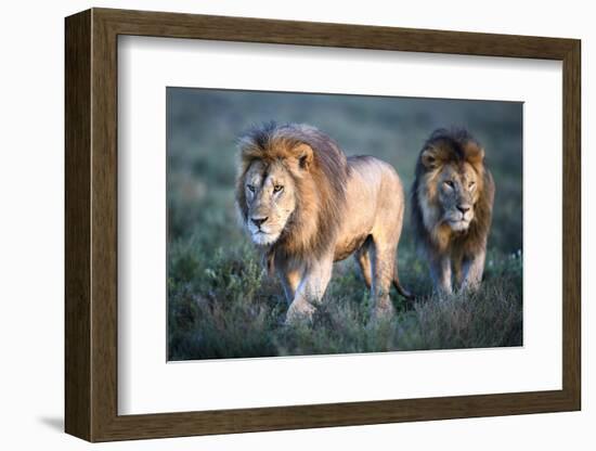 RF - Lions - two brothers patrolling territorial boundary. Serengeti / Ngorongoro Conservation Area-Nick Garbutt-Framed Photographic Print
