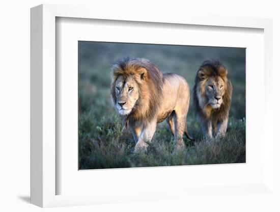 RF - Lions - two brothers patrolling territorial boundary. Serengeti / Ngorongoro Conservation Area-Nick Garbutt-Framed Photographic Print