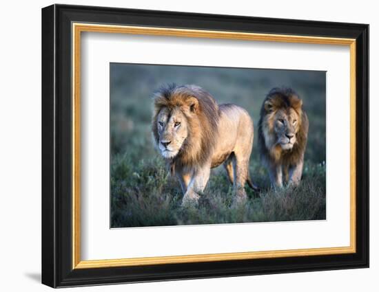 RF - Lions - two brothers patrolling territorial boundary. Serengeti / Ngorongoro Conservation Area-Nick Garbutt-Framed Photographic Print