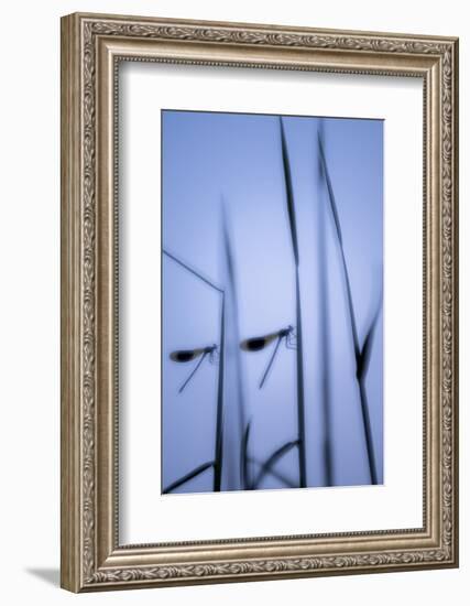 RF - Male banded demoiselles, roosting among reeds, silhouetted, Lower Tamar Lakes, Cornwall, UK-Ross Hoddinott-Framed Photographic Print