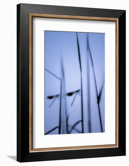RF - Male banded demoiselles, roosting among reeds, silhouetted, Lower Tamar Lakes, Cornwall, UK-Ross Hoddinott-Framed Photographic Print