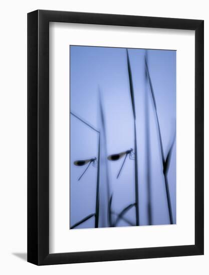 RF - Male banded demoiselles, roosting among reeds, silhouetted, Lower Tamar Lakes, Cornwall, UK-Ross Hoddinott-Framed Photographic Print