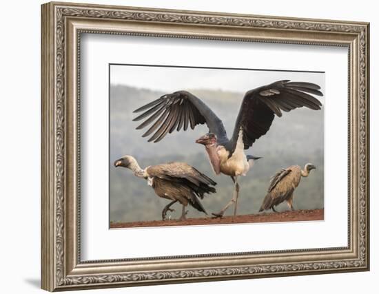 RF - Marabou with Whitebacked vultures, Zimanga Private Game Reserve, South Africa-Ann & Steve Toon-Framed Photographic Print