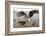 RF - Marabou with Whitebacked vultures, Zimanga Private Game Reserve, South Africa-Ann & Steve Toon-Framed Photographic Print