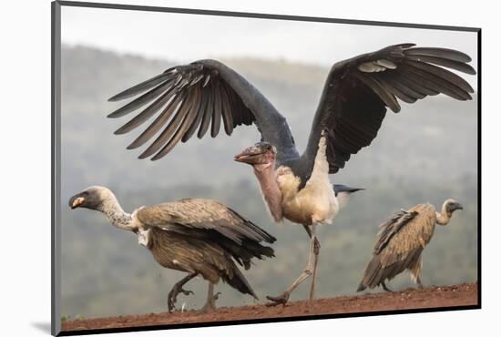 RF - Marabou with Whitebacked vultures, Zimanga Private Game Reserve, South Africa-Ann & Steve Toon-Mounted Photographic Print