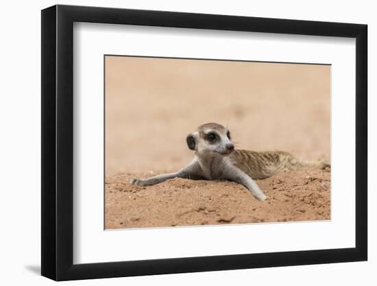 RF - Meerkat resting on cool sand, Kgalagadi Transfrontier Park, South Africa-Ann & Steve Toon-Framed Photographic Print