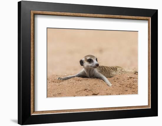 RF - Meerkat resting on cool sand, Kgalagadi Transfrontier Park, South Africa-Ann & Steve Toon-Framed Photographic Print