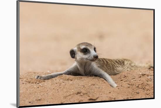 RF - Meerkat resting on cool sand, Kgalagadi Transfrontier Park, South Africa-Ann & Steve Toon-Mounted Photographic Print