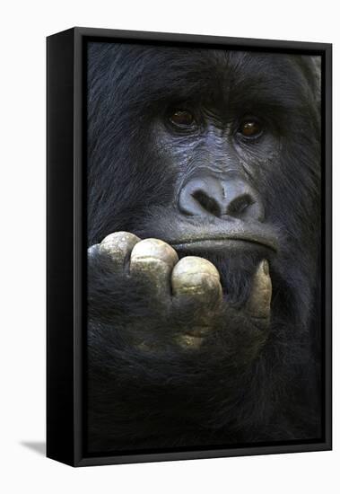 RF - Mountain gorilla silverback male, portrait, Mgahinga National Park, Uganda-Eric Baccega-Framed Premier Image Canvas