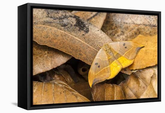 RF - Oak hook-tip moth mimicking a dead leaf, Catbrook, Monmouthshire, May-Chris Mattison-Framed Premier Image Canvas