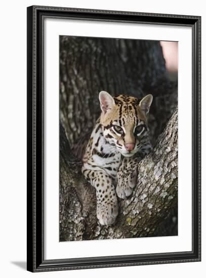 Rf- Ocelot (Felis Pardalis) Head Portrait Of Captive Female Resting-Rolf Nussbaumer-Framed Photographic Print