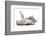 RF - Playful Silver tabby kitten rolling on back-Mark Taylor-Framed Photographic Print