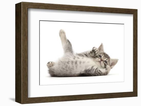 RF - Playful Silver tabby kitten rolling on back-Mark Taylor-Framed Photographic Print