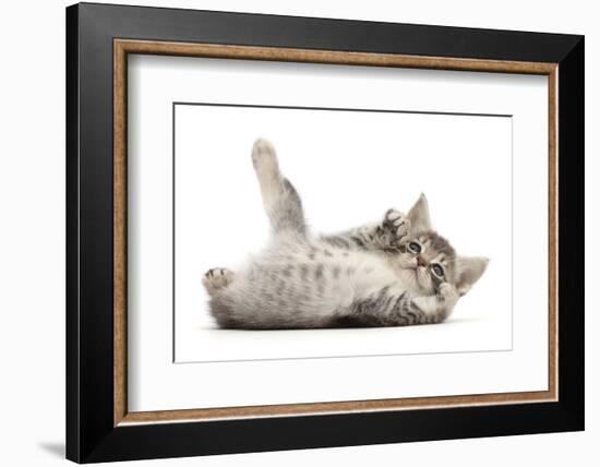 RF - Playful Silver tabby kitten rolling on back-Mark Taylor-Framed Photographic Print