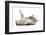 RF - Playful Silver tabby kitten rolling on back-Mark Taylor-Framed Photographic Print