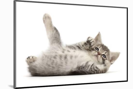 RF - Playful Silver tabby kitten rolling on back-Mark Taylor-Mounted Photographic Print