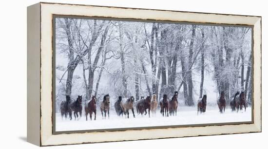 Rf- Quarter Horses Running In Snow At Ranch, Shell, Wyoming, USA, February-Carol Walker-Framed Premier Image Canvas