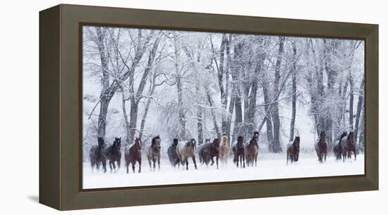 Rf- Quarter Horses Running In Snow At Ranch, Shell, Wyoming, USA, February-Carol Walker-Framed Premier Image Canvas