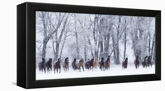 Rf- Quarter Horses Running In Snow At Ranch, Shell, Wyoming, USA, February-Carol Walker-Framed Premier Image Canvas