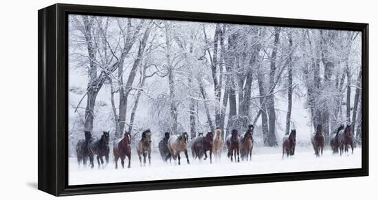 Rf- Quarter Horses Running In Snow At Ranch, Shell, Wyoming, USA, February-Carol Walker-Framed Premier Image Canvas