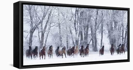 Rf- Quarter Horses Running In Snow At Ranch, Shell, Wyoming, USA, February-Carol Walker-Framed Premier Image Canvas
