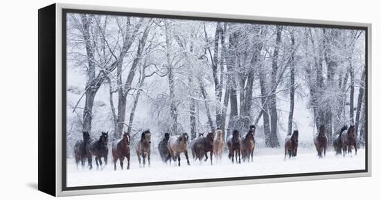 Rf- Quarter Horses Running In Snow At Ranch, Shell, Wyoming, USA, February-Carol Walker-Framed Premier Image Canvas