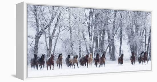 Rf- Quarter Horses Running In Snow At Ranch, Shell, Wyoming, USA, February-Carol Walker-Framed Premier Image Canvas