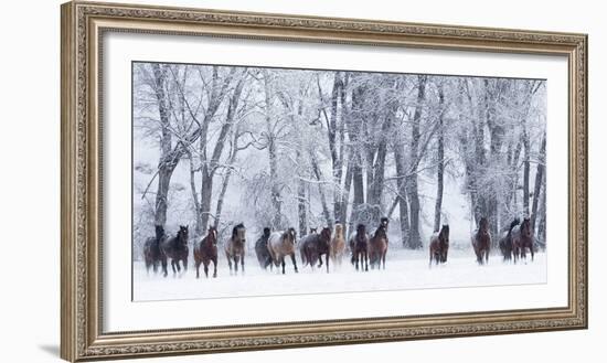 Rf- Quarter Horses Running In Snow At Ranch, Shell, Wyoming, USA, February-Carol Walker-Framed Photographic Print