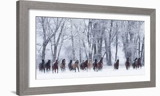 Rf- Quarter Horses Running In Snow At Ranch, Shell, Wyoming, USA, February-Carol Walker-Framed Photographic Print