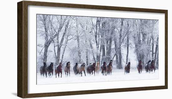 Rf- Quarter Horses Running In Snow At Ranch, Shell, Wyoming, USA, February-Carol Walker-Framed Photographic Print