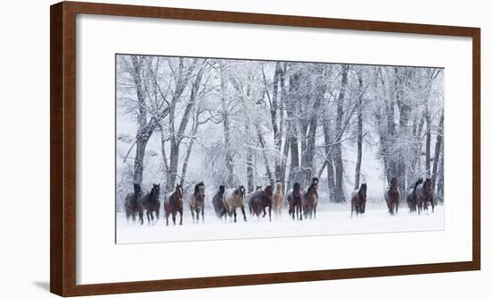 Rf- Quarter Horses Running In Snow At Ranch, Shell, Wyoming, USA, February-Carol Walker-Framed Photographic Print