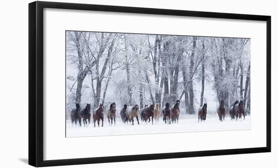 Rf- Quarter Horses Running In Snow At Ranch, Shell, Wyoming, USA, February-Carol Walker-Framed Photographic Print