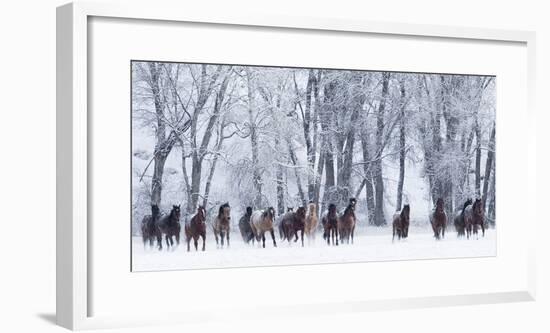 Rf- Quarter Horses Running In Snow At Ranch, Shell, Wyoming, USA, February-Carol Walker-Framed Photographic Print