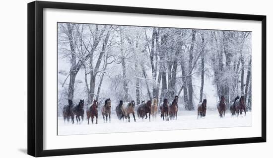 Rf- Quarter Horses Running In Snow At Ranch, Shell, Wyoming, USA, February-Carol Walker-Framed Photographic Print